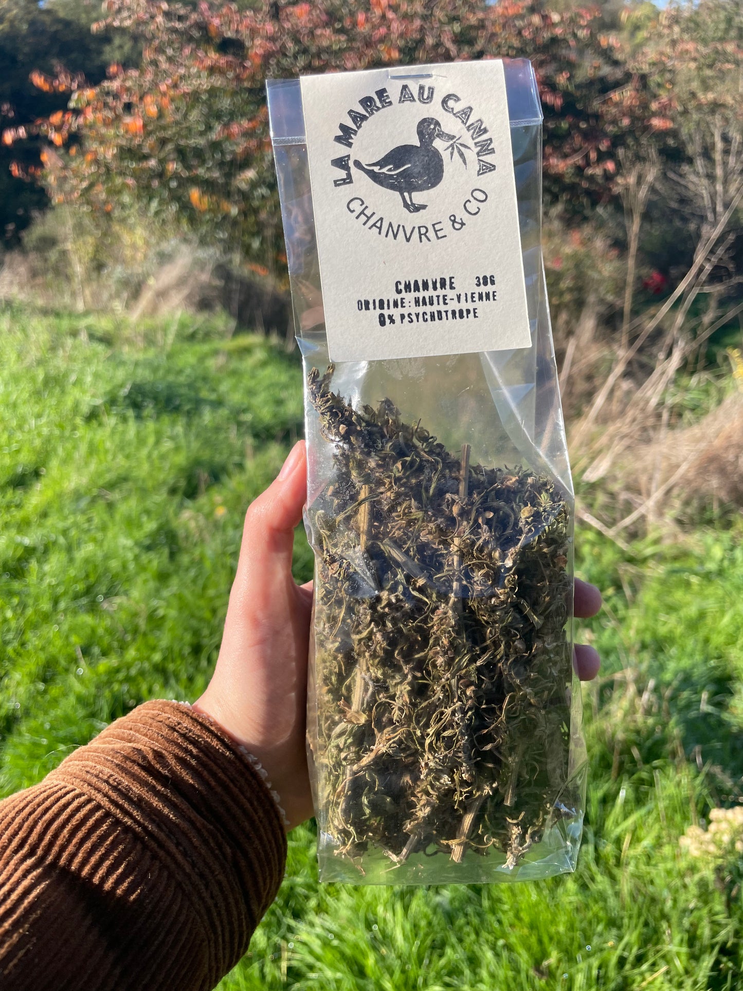 tisane de chanvre