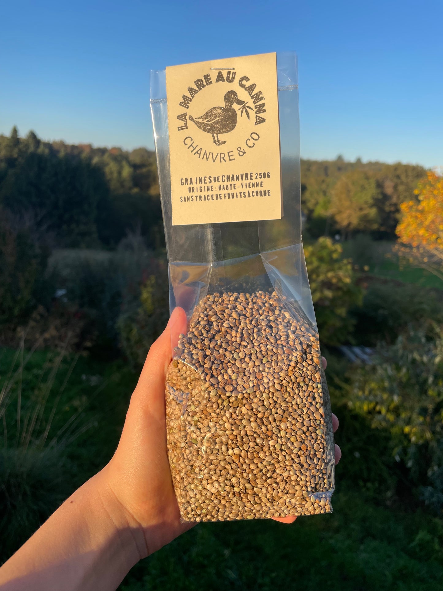 graines brutes de chanvre